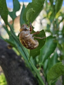 夏の到来！熱中症にご用心･･･のアイキャッチ画像