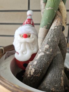 クリスマス飾り、始めました🎄のアイキャッチ画像