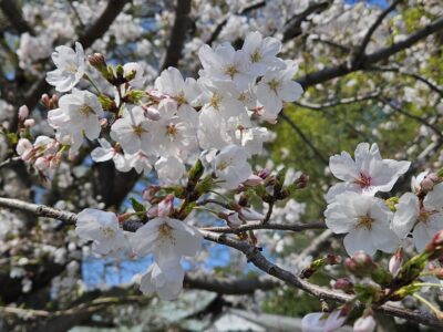 舌下免疫療法のご案内のアイキャッチ画像